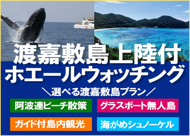 沖縄渡嘉敷島上陸付ホエールウォッチング
